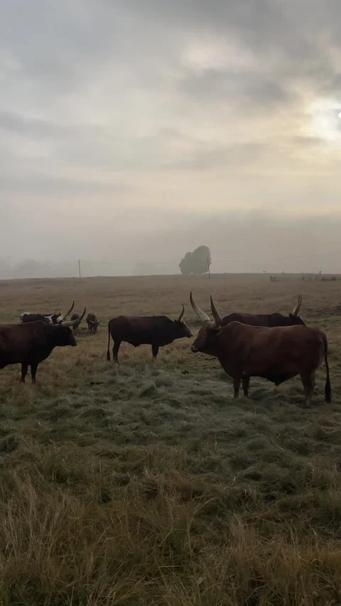 Nguni cattle farm fields winter south africa vertical video 4k Stock Footage 318530657