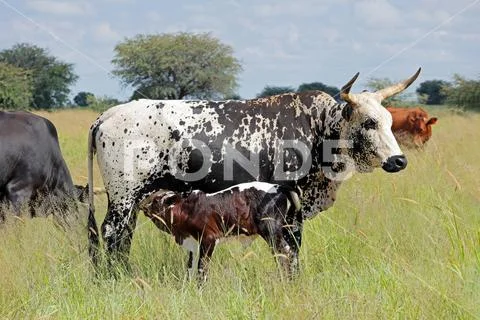 Nguni cow - indigenous cattle breed of South Africa - with suckling ...