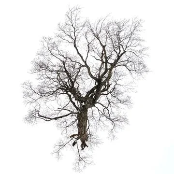 NH maple tree Stock Photos