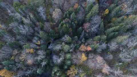 NH winter trees Stock Photos