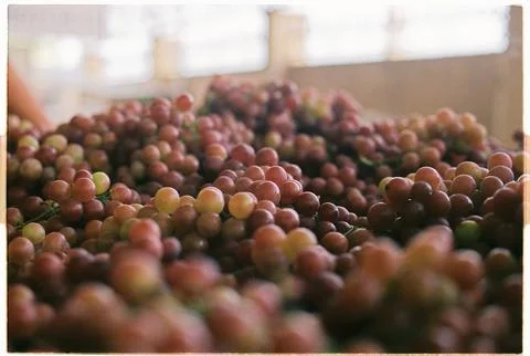 Nho Phan Thiết - Phan Thiet grape - Film Photo Stock Photos