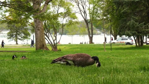 Niagara Falls with Canada Geese Stock Footage 275076359