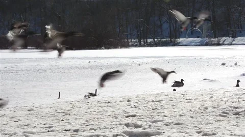 Niagara Falls Dufferin Islands Ducks winter 08vv Stock Footage 46259846