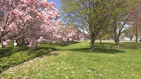 Niagara falls in full bloom in the spring but no tourists in COVID 19 pandemic Stock-Footage 153347189