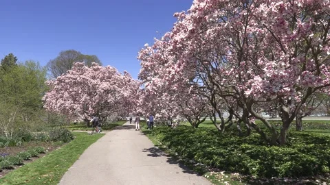 Niagara falls in full bloom in the spring but no tourists in COVID 19 pandemic Video stock 153347263