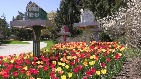 Niagara falls in full bloom in the spring but no tourists in COVID 19 pandemic Stock Footage 153347398