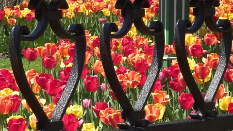 Niagara falls in full bloom in the spring but no tourists in COVID 19 pandemic Stock-Footage 153347507