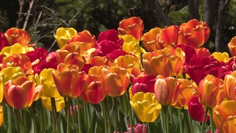 Niagara falls in full bloom in the spring but no tourists in COVID 19 pandemic 库存影片 153347591