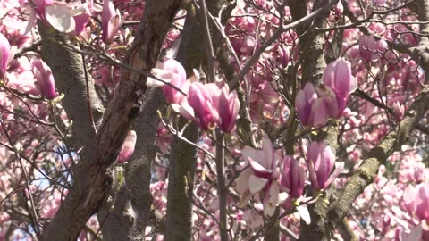 Niagara falls in full bloom in the spring but no tourists in COVID 19 pandemic Stockbeeldmateriaal 153348352