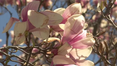 Niagara falls in full bloom in the spring but no tourists in COVID 19 pandemic Stockbeeldmateriaal 153348613