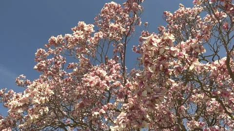 Niagara falls in full bloom in the spring but no tourists in COVID 19 pandemic Stock-Footage 153369145