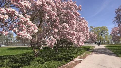 Niagara falls in full bloom in the spring but no tourists in COVID 19 pandemic 스톡 동영상 153369330