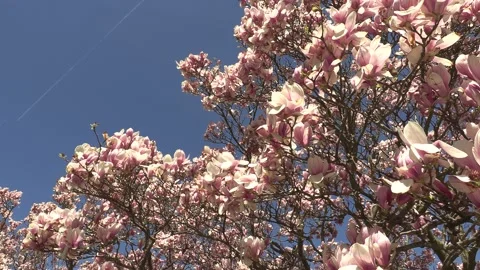 Niagara falls in full bloom in the spring but no tourists in COVID 19 pandemic Stock-Footage 153369647
