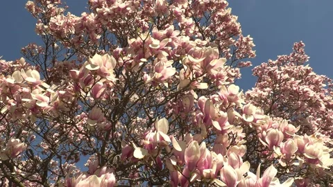 Niagara falls in full bloom in the spring but no tourists in COVID 19 pandemic Stock-Footage 153369656