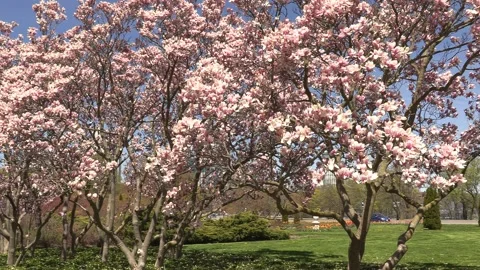 Niagara falls in full bloom in the spring but no tourists in COVID 19 pandemic Stockbeeldmateriaal 153369757