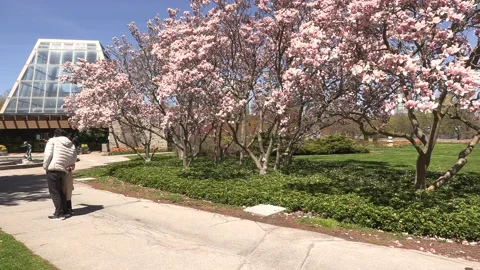 Niagara falls in full bloom in the spring but no tourists in COVID 19 pandemic Stock-Footage 153369811