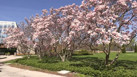 Niagara falls in full bloom in the spring but no tourists in COVID 19 pandemic Stockbeeldmateriaal 153370008