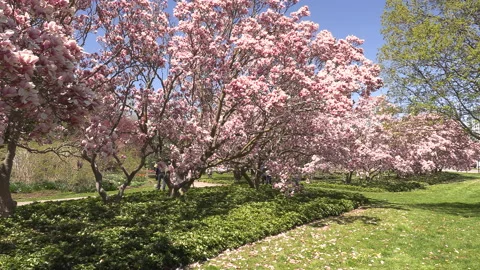 Niagara falls in full bloom in the spring but few tourists in COVID 19 pandemic 動画素材 153417197