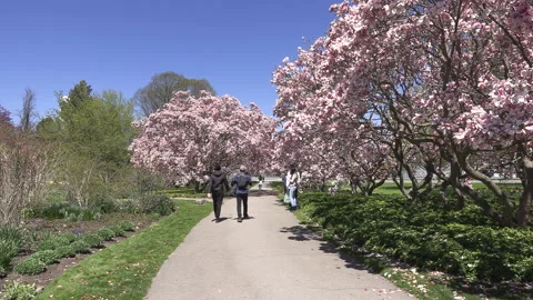 Niagara falls in full bloom in the spring but few tourists in COVID 19 pandemic Stock-Footage 153418427