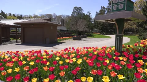 Niagara falls in full bloom in the spring but few tourists in COVID 19 pandemic Stock Footage 153418988