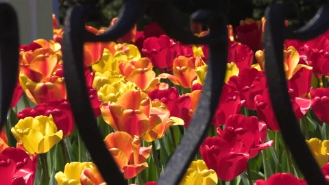 Niagara falls in full bloom in the spring but few tourists in COVID 19 pandemic 動画素材 153419716