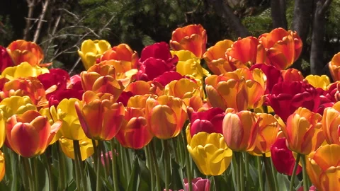 Niagara falls in full bloom in the spring but few tourists in COVID 19 pandemic 库存影片 153422032