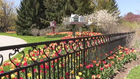 Niagara falls in full bloom in the spring but few tourists in COVID 19 pandemic 库存影片 153422145