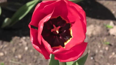 Niagara falls in full bloom in the spring but few tourists in COVID 19 pandemic Видео 153428535
