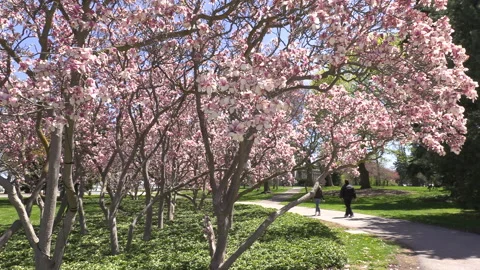 Niagara falls in full bloom in the spring but few tourists in COVID 19 pandemic Stock-Footage 153431746