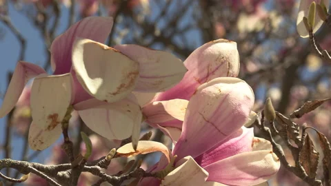 Niagara falls in full bloom in the spring but few tourists in COVID 19 pandemic Stock Footage 153432572