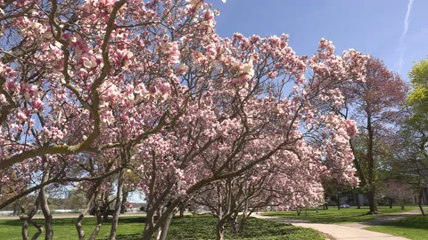 Niagara falls in full bloom in the spring but few tourists in COVID 19 pandemic Stock-Footage 153433675