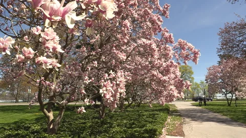 Niagara falls in full bloom in the spring but few tourists in COVID 19 pandemic 库存影片 153435917