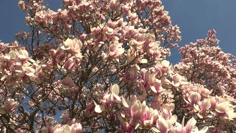 Niagara falls in full bloom in the spring but few tourists in COVID 19 pandemic Stock-Footage 153436270