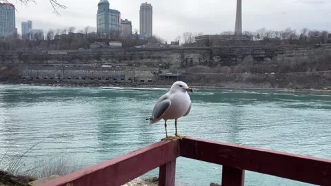Niagara Falls Seagull Squawks Next To River-Skylon Tower Stock Footage 270190205