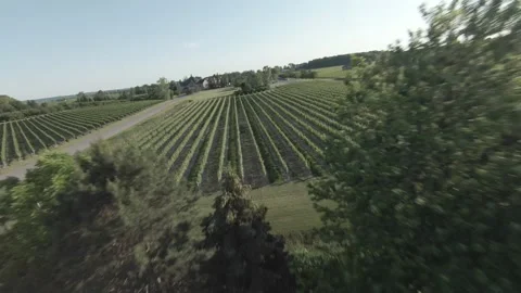 Niagara on the Lake, vineyard FPV Stock Footage