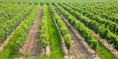Niagara vineyard Stock Photos