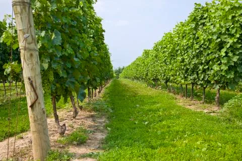 Niagara vineyard Stock Photos