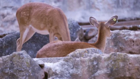 Niala - deer Video stock 110989375