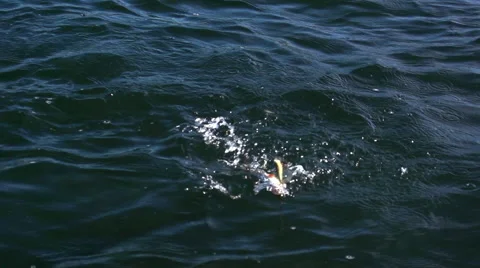 Nibble. Angling for perch for jig lure 스톡 동영상 54898888