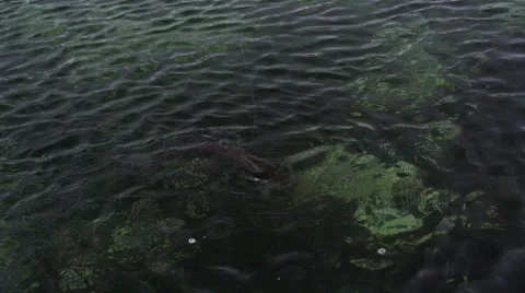 Nibble. Angling for pike for jig lure. Stock Footage 54899142