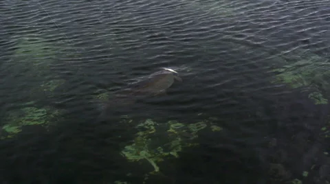 Nibble. Angling for pike for jig lure. Fish jumping 스톡 동영상 54899570