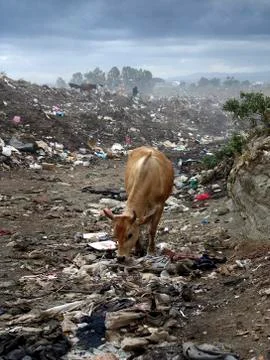 Nicaragua cows ruminating on the managua garbage Stock Photos