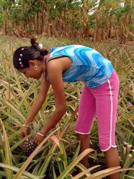 Nicaragua girl harvesting pineapple masaya latin Stock Photos