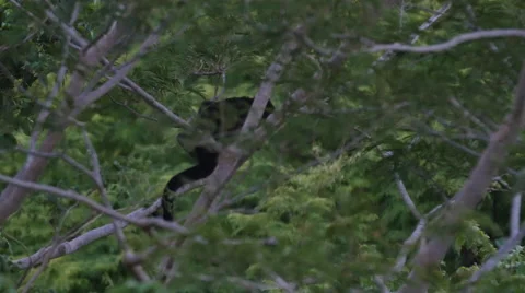 Nicaragua Monkeys Stock Footage 60648331