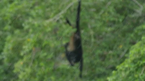 Nicaragua Monkeys Stock Footage 60648603