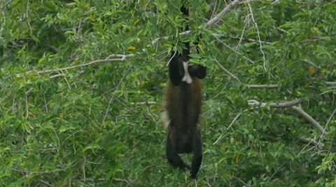 Nicaragua Monkeys Stock Footage 60982140