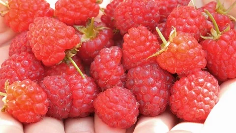 Nice 1080p of the fresh organic raspberry Video stock 79957585
