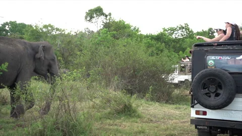 Nice 4k view of a Sri Lankan safari jeep in the safari area. Stock Footage 267620376