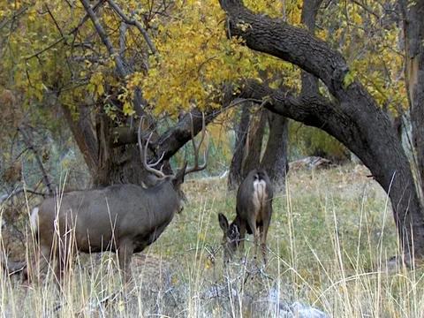 Nice 4x4 Mule Deer Buck Courts Doe on River Bottom Stock Footage 73570732