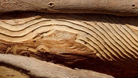 Nice abstract termite pattern Stock Photos